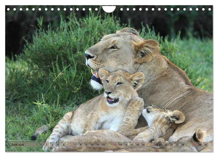 Produktbild: L&ouml;wen und Leoparden - Begegnungen in Afrika (Wandkalender 2026 DIN A4 quer), CALVENDO Monatskalender