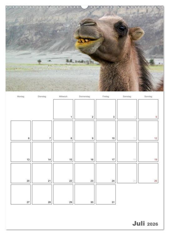 Produktbild: Kamel Portr&auml;t (hochwertiger Premium Wandkalender 2026 DIN A2 hoch), Kunstdruck in Hochglanz