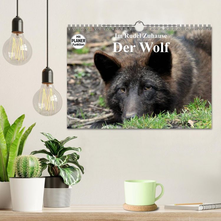 Produktbild: Im Rudel Zuhause - Der Wolf (Wandkalender 2026 DIN A4 quer), CALVENDO Monatskalender