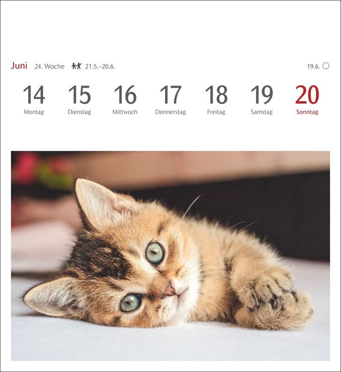 Produktbild: Katzen Postkartenkalender 2027 - Wochenkalender mit 53 Postkarten