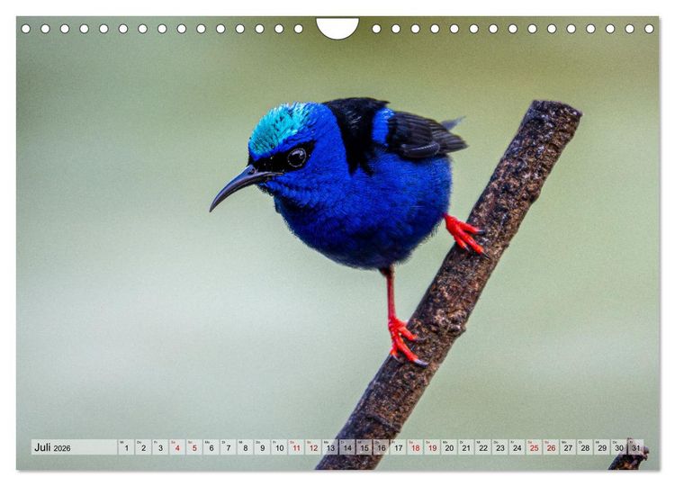 Produktbild: Phantastische Vogelwelt Costa Rica (Wandkalender 2026 DIN A4 quer), CALVENDO Monatskalender