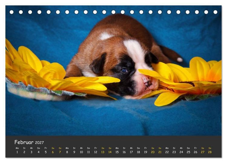 Produktbild: Wenn ich gro&szlig; bin werd' ich Boxer (Tischkalender 2027 DIN A5 quer), CALVENDO Monatskalender