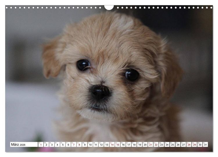 Produktbild: Bolonka Babykalender 2026 (Wandkalender 2026 DIN A3 quer), CALVENDO Monatskalender