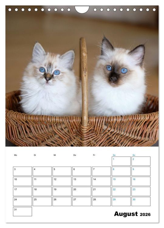 Produktbild: Heilige Birma Kitten - s&uuml;&szlig;e kleine Flauschb&auml;llchen (Wandkalender 2026 DIN A4 hoch), CALVENDO Monatskalender