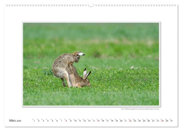 Produktbild: Emotionale Momente: Tierischer Sex. (Wandkalender 2026 DIN A2 quer), CALVENDO Monatskalender