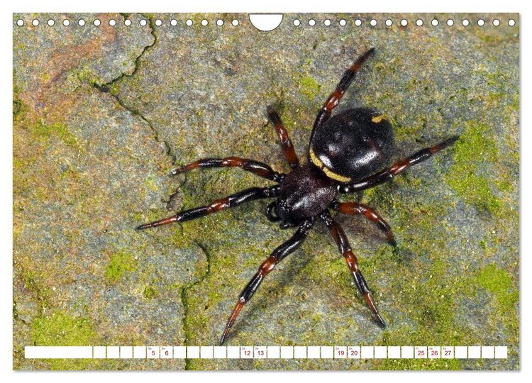 Produktbild: Spinnen in Deutschland (Wandkalender 2026 DIN A4 quer), CALVENDO Monatskalender