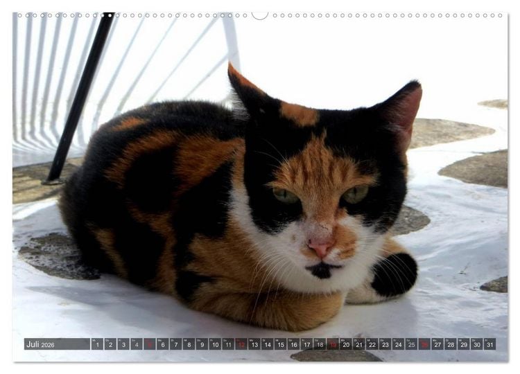 Produktbild: SAMTPFOTEN auf Mykonos (hochwertiger Premium Wandkalender 2026 DIN A2 quer), Kunstdruck in Hochglanz