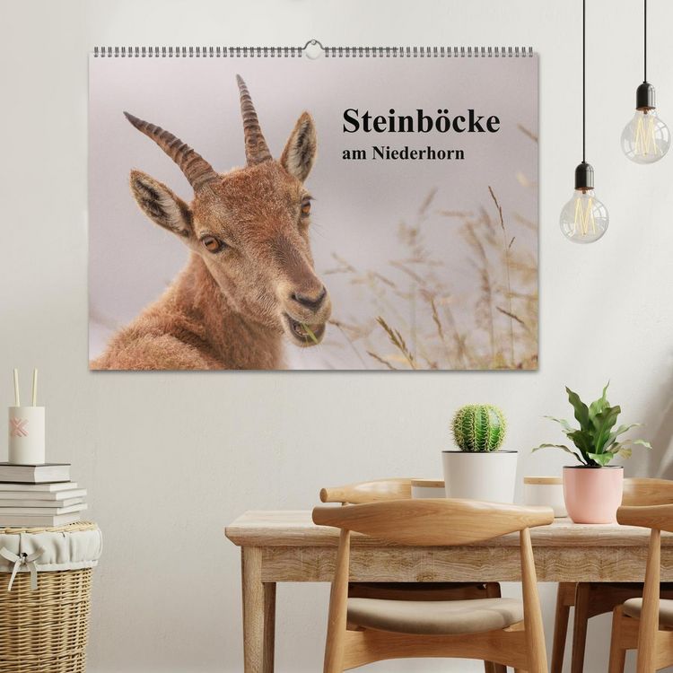 Produktbild: Steinb&ouml;cke am Niederhorn (Wandkalender 2026 DIN A2 quer), CALVENDO Monatskalender
