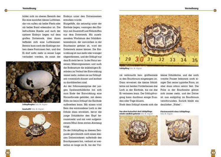Produktbild: Die Spaltenschildkr&ouml;te