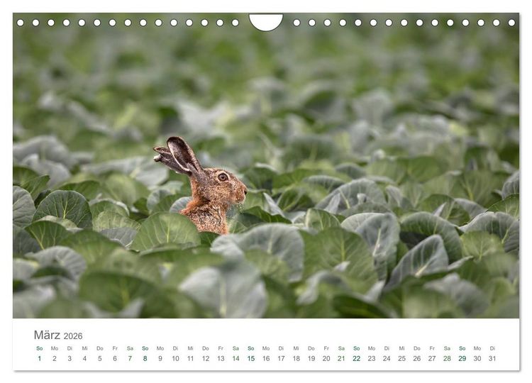 Produktbild: Feldhasen - dem Langohr auf der Spur (Wandkalender 2026 DIN A4 quer), CALVENDO Monatskalender