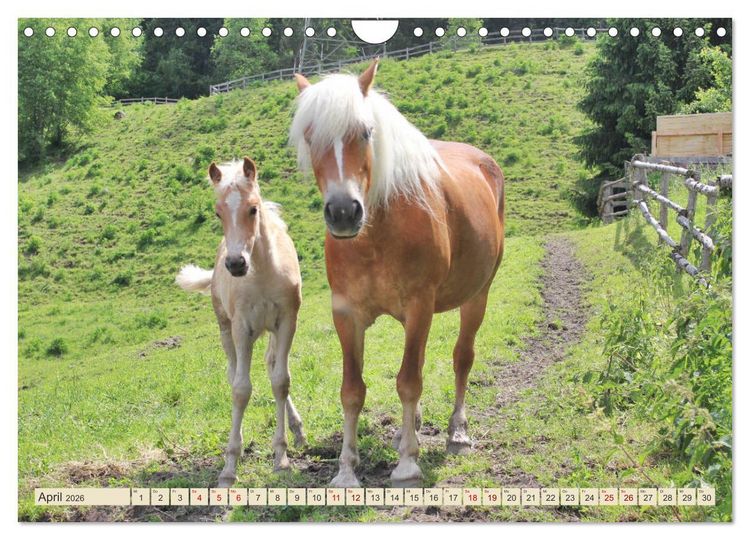 Produktbild: Tiroler Langm&auml;hnen (Wandkalender 2026 DIN A4 quer), CALVENDO Monatskalender