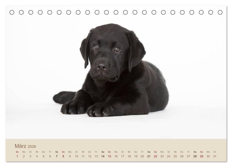 Produktbild: Labrador Retriever (Tischkalender 2026 DIN A5 quer), CALVENDO Monatskalender