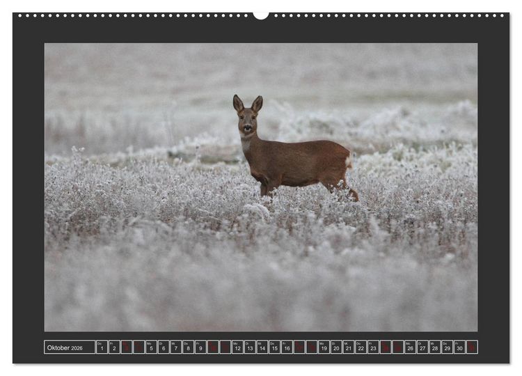 Produktbild: Winterzauber - Tiere in Eis und Schnee (Wandkalender 2026 DIN A2 quer), CALVENDO Monatskalender
