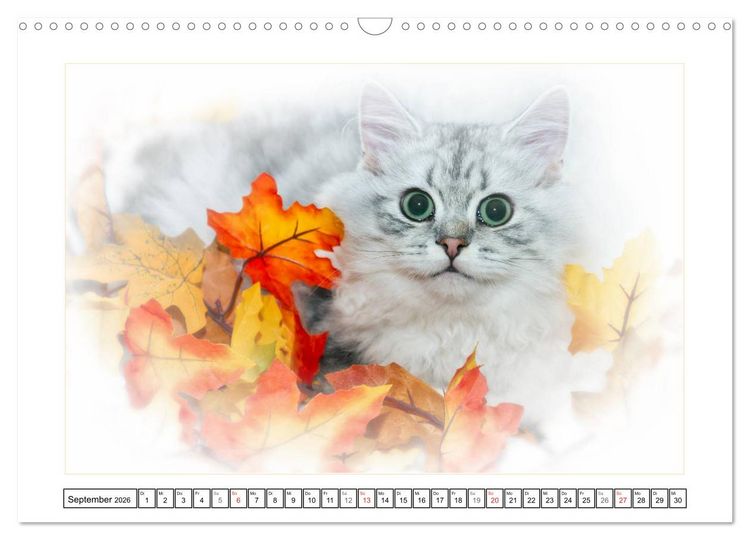 Produktbild: Katzen &ndash; Treue Begleiter (CH - Version) (Wandkalender 2026 DIN A3 quer), CALVENDO Monatskalender