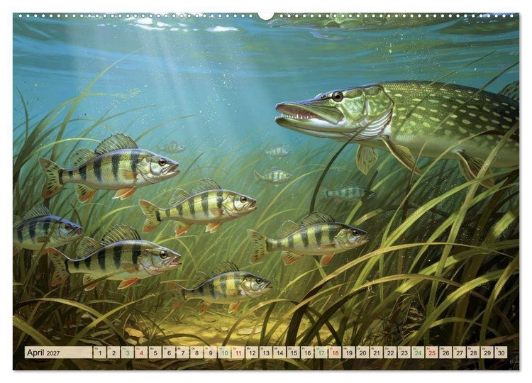 Produktbild: Barsche im See (Wandkalender 2027 DIN A2 quer), CALVENDO Monatskalender