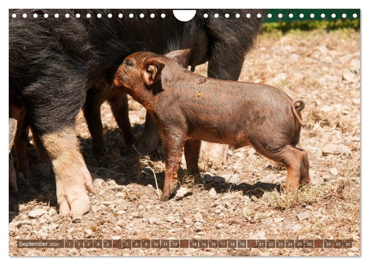 Produktbild: Gl&uuml;ckliche Schweine Berkshire-Iberico Ferkel (Wandkalender 2026 DIN A4 quer), CALVENDO Monatskalender
