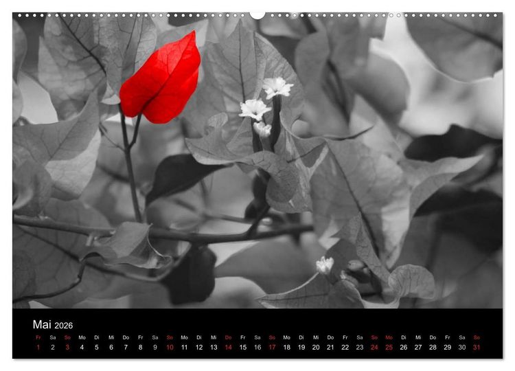 Produktbild: Blickfang in Rot (Wandkalender 2026 DIN A2 quer), CALVENDO Monatskalender