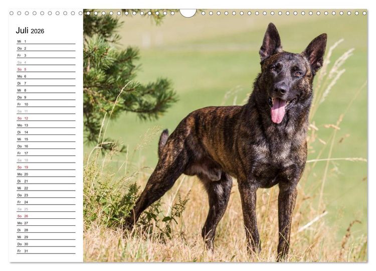 Produktbild: ausdrucksvolle Holl&auml;ndische Sch&auml;ferhunde (Wandkalender 2026 DIN A3 quer), CALVENDO Monatskalender