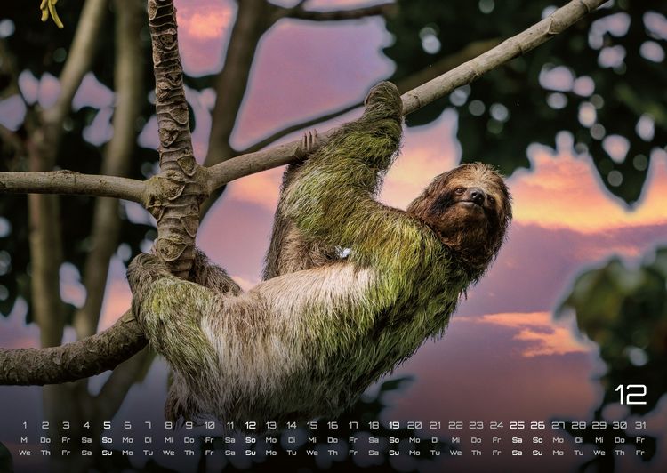 Produktbild: Faultiere &ndash; Chill mal! - 2027 - Kalender DIN A2
