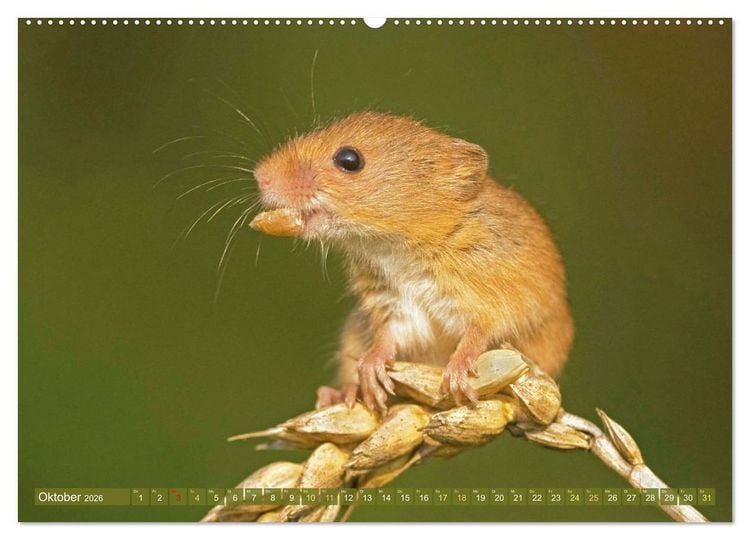 Produktbild: Zauberhafte M&auml;use: Von wegen nur Grau (hochwertiger Premium Wandkalender 2026 DIN A2 quer), Kunstdruck in Hochglanz