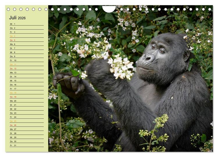 Produktbild: Ugandas wilde Menschenaffen (Wandkalender 2026 DIN A4 quer), CALVENDO Monatskalender