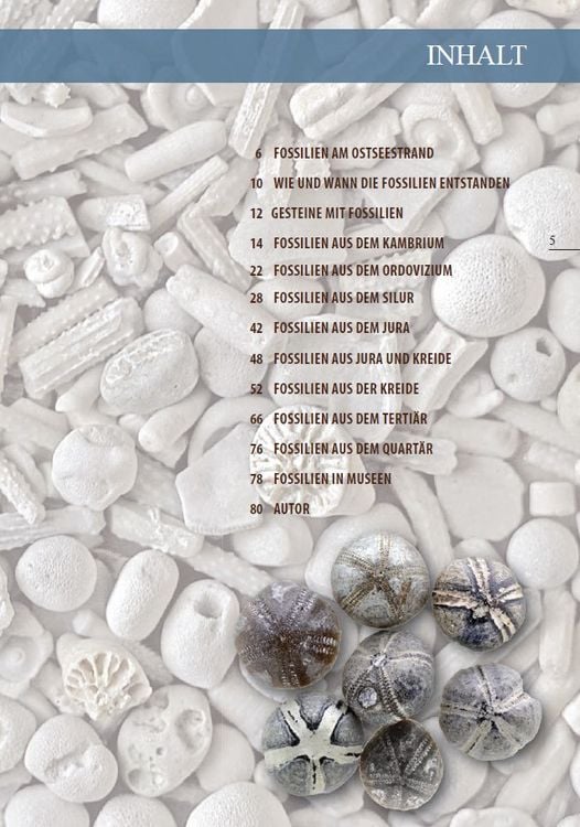 Produktbild: Fossilien am Ostseestrand