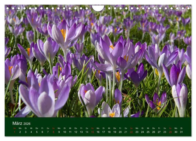 Produktbild: Blumen und Bl&uuml;ten (Wandkalender 2026 DIN A4 quer), CALVENDO Monatskalender