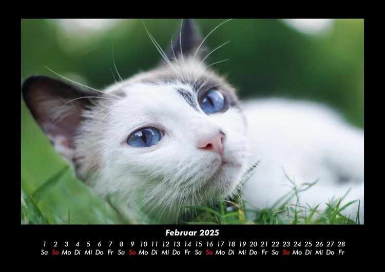 Produktbild: F&uuml;r Katzenfreunde 2025 Fotokalender DIN A3