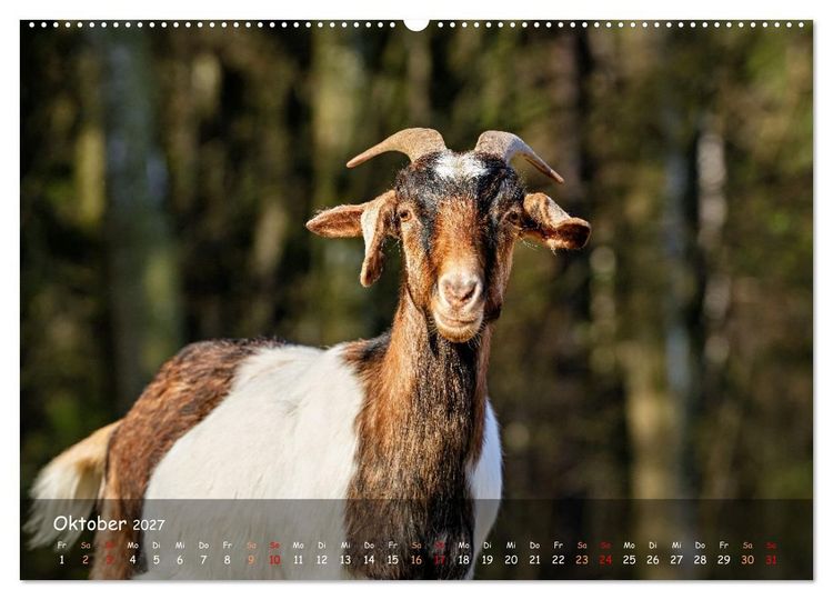 Produktbild: Albziegen (hochwertiger Premium Wandkalender 2027 DIN A2 quer), Kunstdruck in Hochglanz