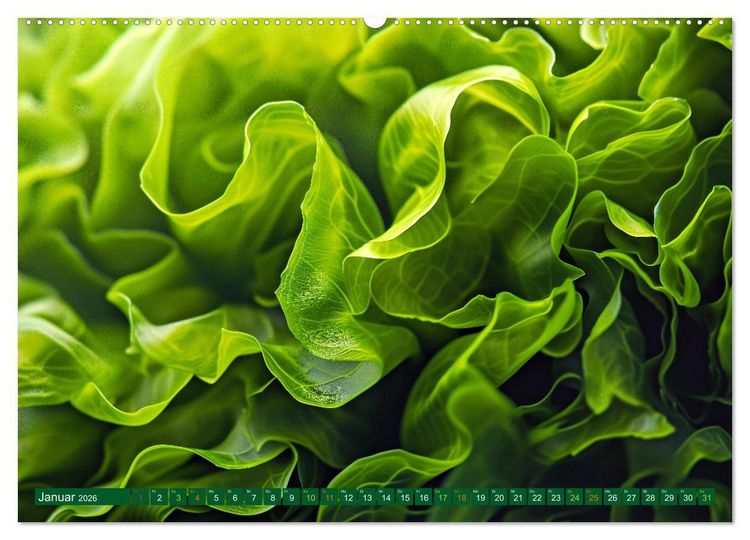 Produktbild: Algen - Superfood (Wandkalender 2026 DIN A2 quer), CALVENDO Monatskalender