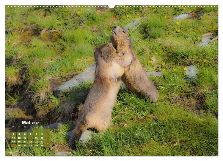 Produktbild: Gro&szlig;glockner, Alpen, Murmeltiere & mehr by VogtArt (hochwertiger Premium Wandkalender 2026 DIN A2 quer), Kunstdruck in Hochglanz