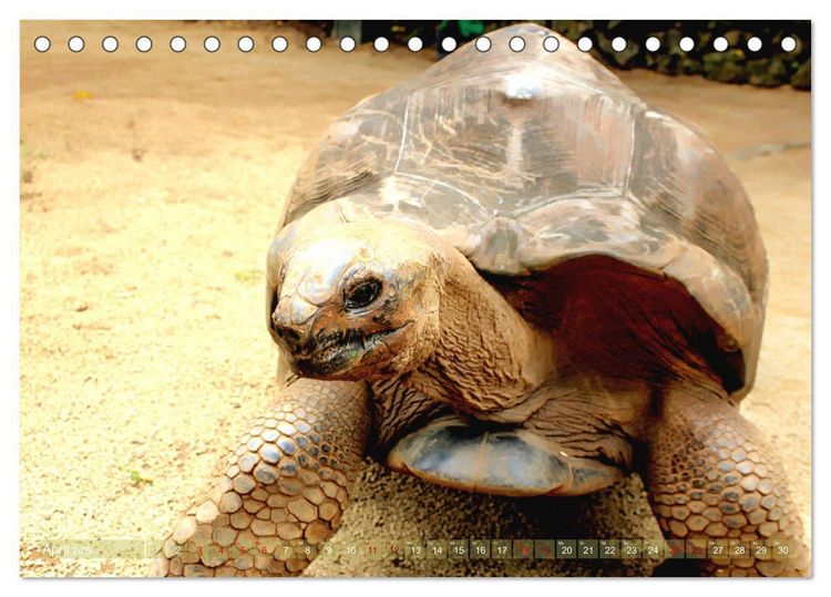 Produktbild: Mauritius - Die Perle im Indischen Ozean (Tischkalender 2026 DIN A5 quer), CALVENDO Monatskalender