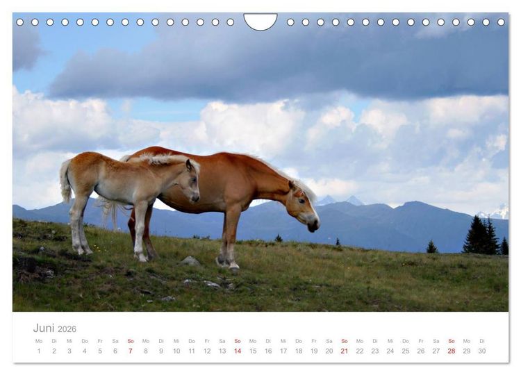 Produktbild: Pferde - In nat&uuml;rlicher Umgebung (Wandkalender 2026 DIN A4 quer), CALVENDO Monatskalender