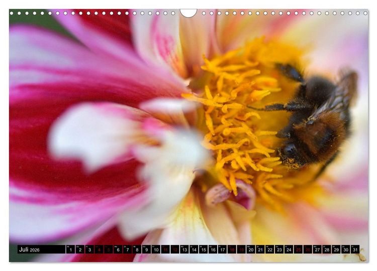 Produktbild: Insekten-Sommer (Wandkalender 2026 DIN A3 quer), CALVENDO Monatskalender