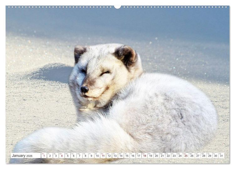 Produktbild: Wildlife of the Tundra (Wall Calendar 2026 DIN A2 landscape), CALVENDO 12 Month Wall Calendar