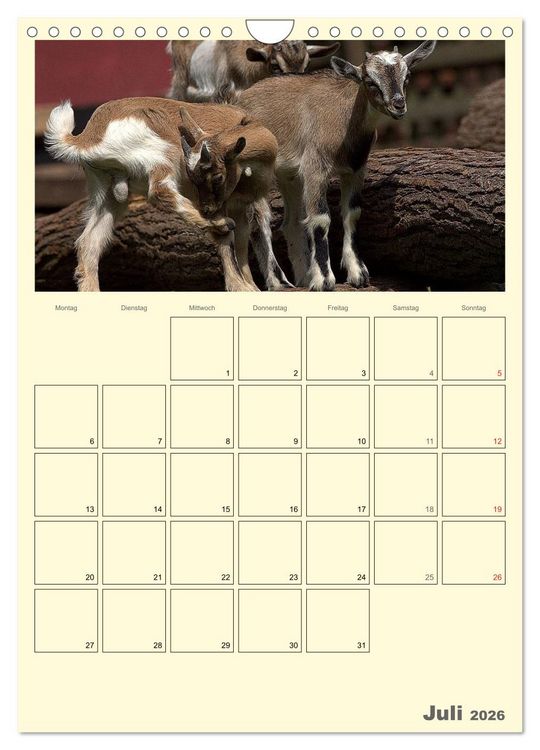 Produktbild: Zwergziegen (Wandkalender 2026 DIN A4 hoch), CALVENDO Monatskalender