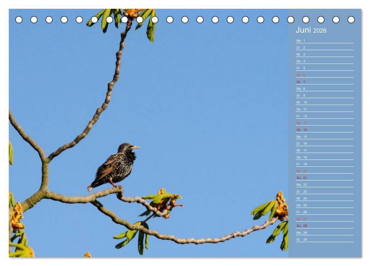Produktbild: Gefiederte Gartenfreunde (Tischkalender 2026 DIN A5 quer), CALVENDO Monatskalender