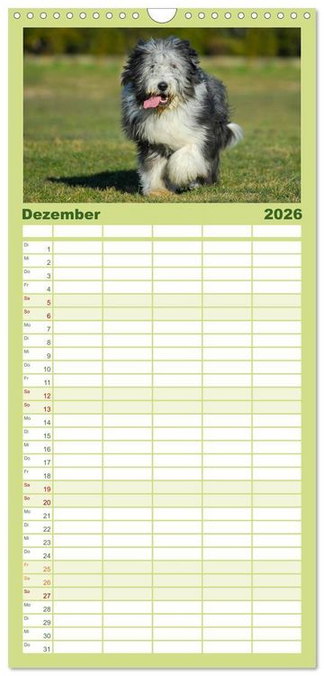 Produktbild: Familienplaner 2026 - Liebenswerter Clown Bearded Collie mit 5 Spalten (Wandkalender, 21 x 45 cm) CALVENDO