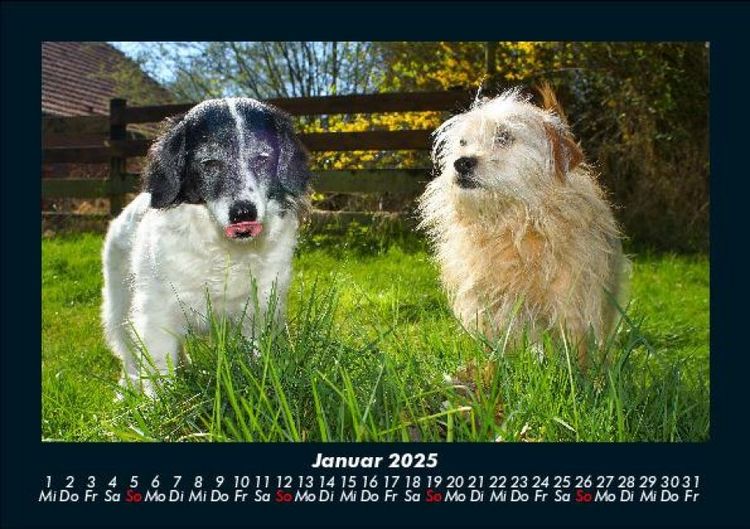 Produktbild: Hundezauber 2025 Fotokalender DIN A5