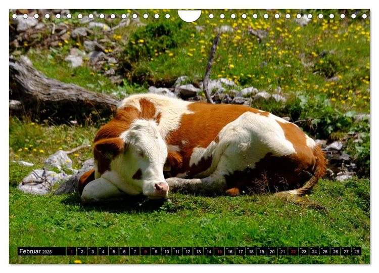 Produktbild: Sommer am Dachstein (Wandkalender 2026 DIN A4 quer), CALVENDO Monatskalender