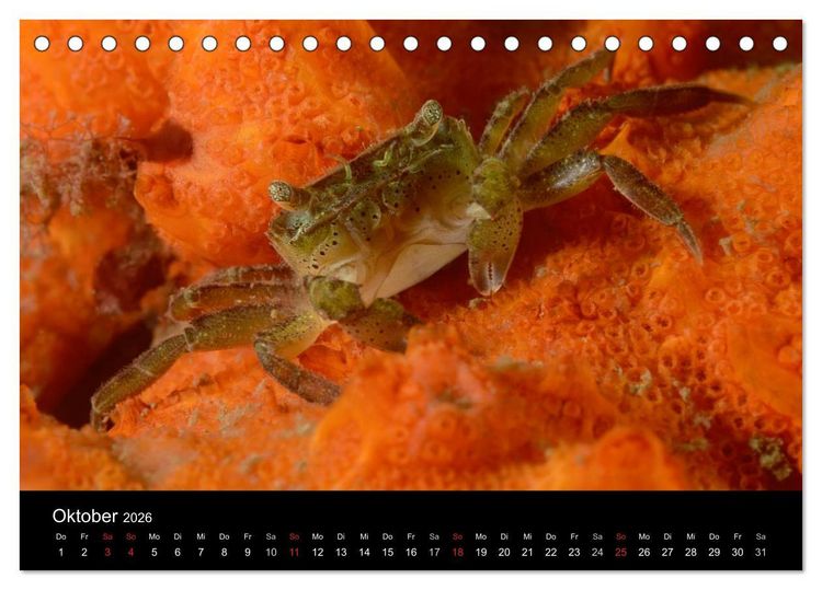 Produktbild: Unterwasser (Tischkalender 2026 DIN A5 quer), CALVENDO Monatskalender