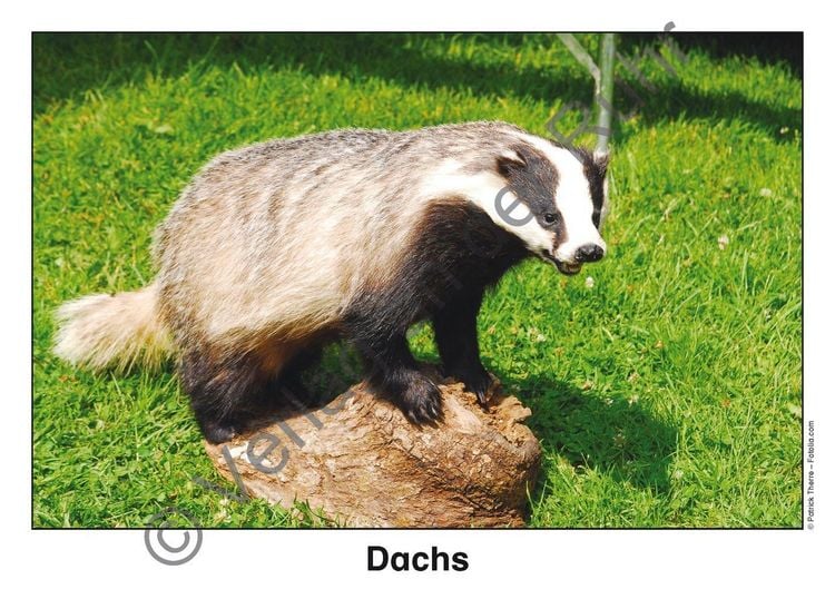 Produktbild: Waldtiere