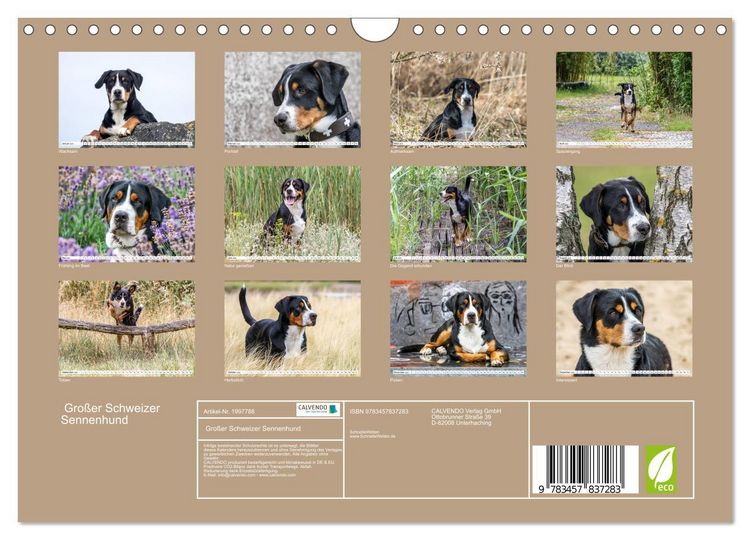 Produktbild: Gro&szlig;er Schweizer Sennenhund (Wandkalender 2026 DIN A4 quer), CALVENDO Monatskalender