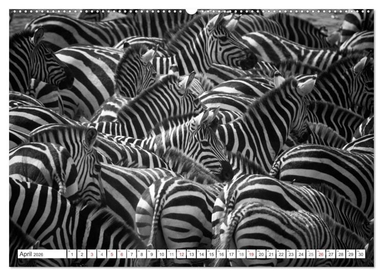 Produktbild: Emotionale Momente: Zebras - black & white. (Wandkalender 2026 DIN A2 quer), CALVENDO Monatskalender