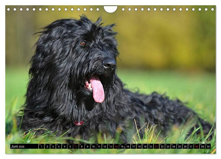 Produktbild: Altdeutsche H&uuml;tehunde - Fast vergessen (Wandkalender 2026 DIN A4 quer), CALVENDO Monatskalender