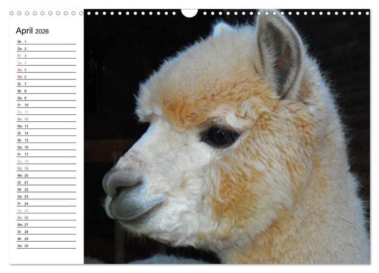 Produktbild: Alpakas und Lamas (Wandkalender 2026 DIN A3 quer), CALVENDO Monatskalender
