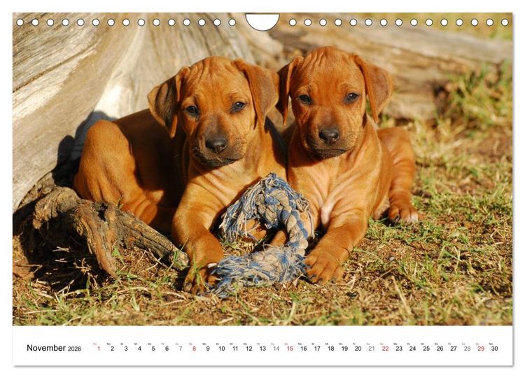 Produktbild: Rhodesian Ridgeback Welpen (Wandkalender 2026 DIN A4 quer), CALVENDO Monatskalender
