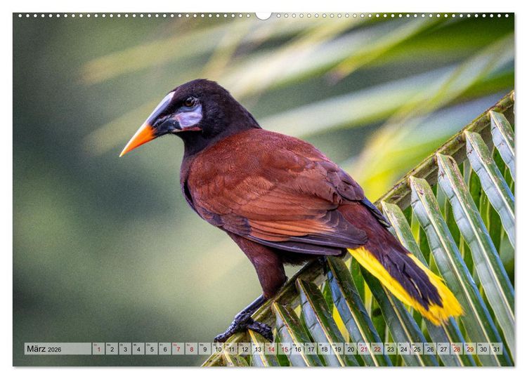 Produktbild: Phantastische Vogelwelt Costa Rica (Wandkalender 2026 DIN A2 quer), CALVENDO Monatskalender
