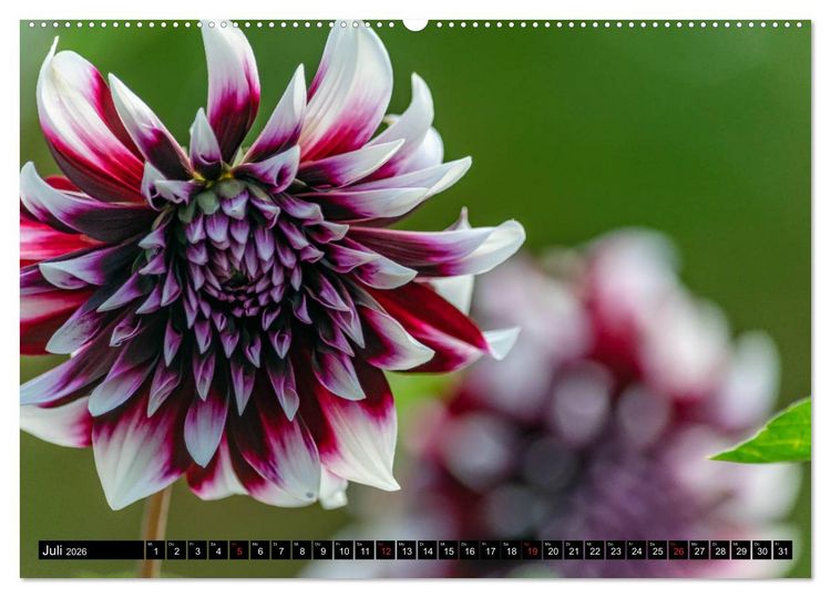 Produktbild: Dahlien - Blumenwunder der Natur (Wandkalender 2026 DIN A2 quer), CALVENDO Monatskalender