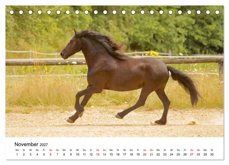 Produktbild: Friesen - Kraft und Eleganz (Tischkalender 2027 DIN A5 quer), CALVENDO Monatskalender
